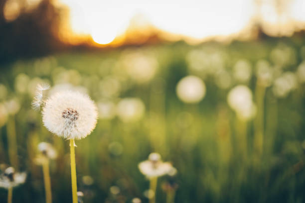 istock Dandelion In Field At Sunset - Freedom to Wish 1520002954