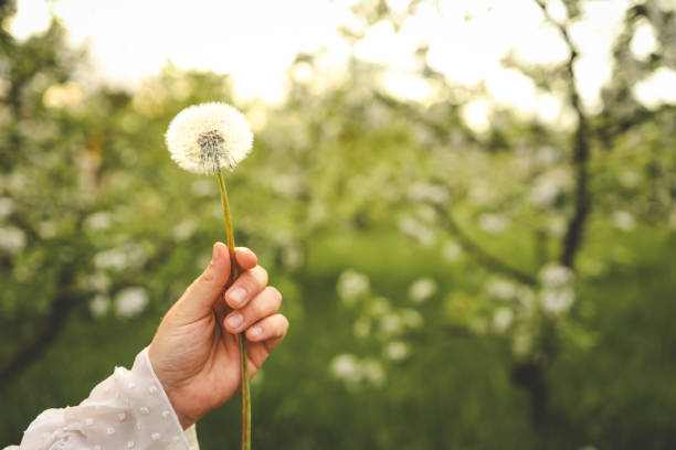 istock Dandelion in hand on the field, aesthetic photo 1520002969