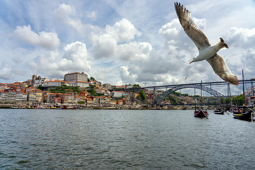 Beautiful colorful cityscape of Porto Portugal next to Duero river in Ribeira with dom luiz and a seagull .