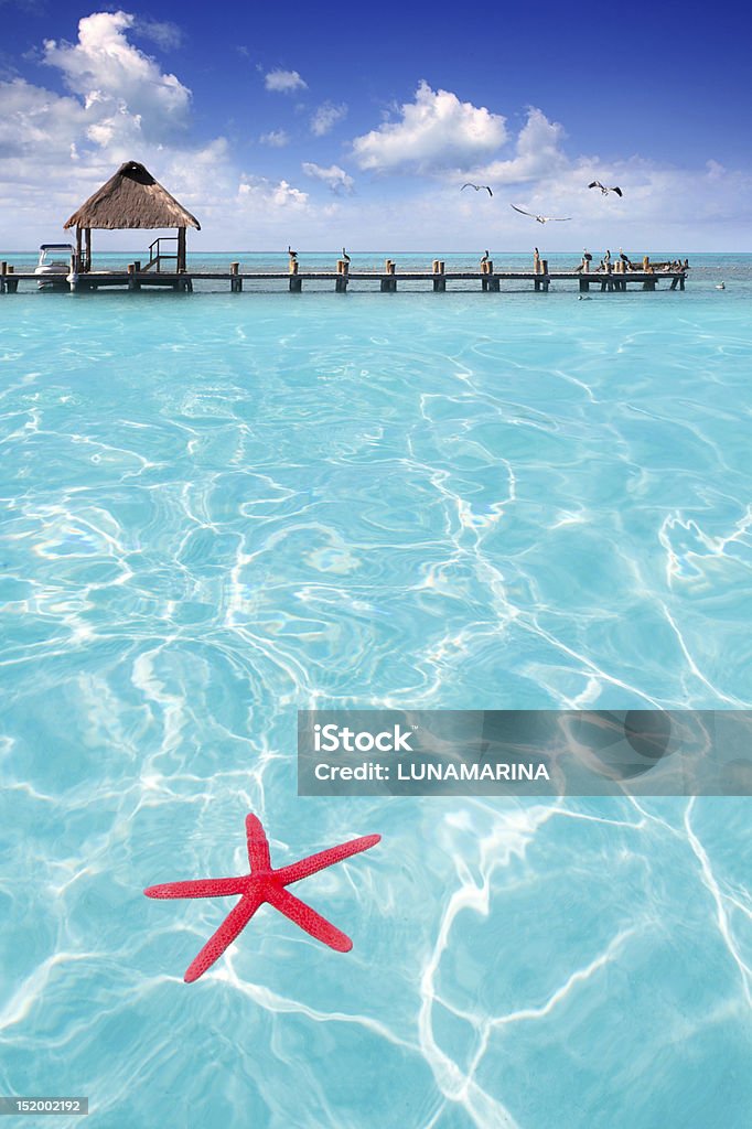 Starfish as summer symbol in tropical beach Starfish as summer vacation symbol in tropical beach with turquoise water Contoy Island Stock Photo