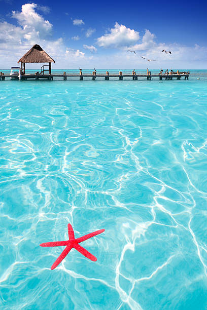 Starfish as summer symbol in tropical beach Starfish as summer vacation symbol in tropical beach with turquoise water contoy island photos stock pictures, royalty-free photos & images