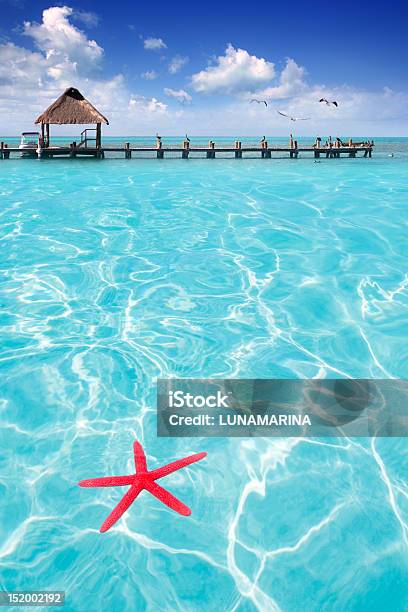 Starfish As Summer Symbol In Tropical Beach Stock Photo - Download Image Now - Contoy Island, Island, Animal