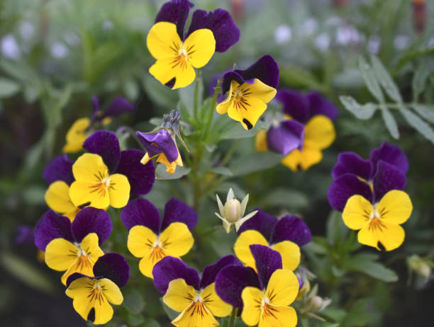 Viola tricolor. Yellow blue violet flowers. Violet macrophoto. Viola tricolor. Yellow blue violet flowers. Violet macrophoto. viola tricolor stock pictures, royalty-free photos & images