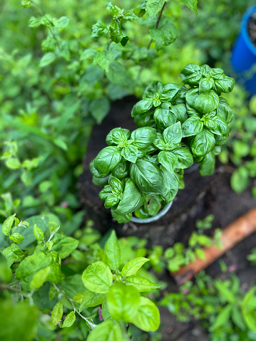 fresh basil herb in pot