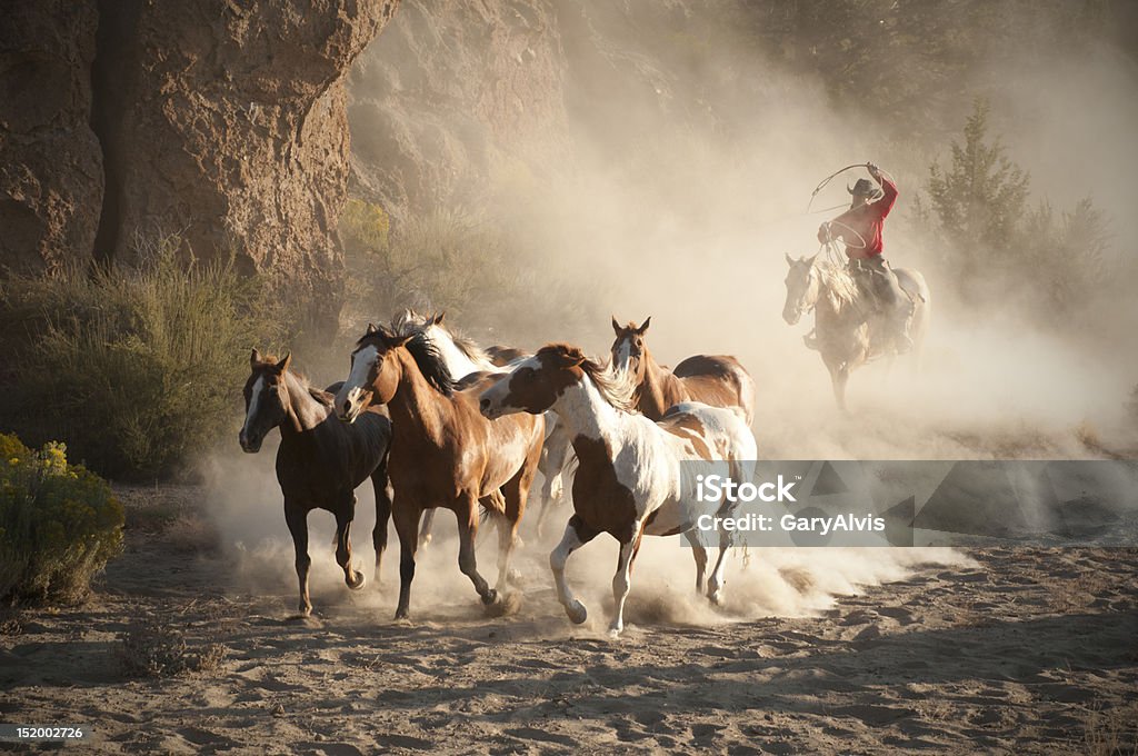 Os cavalos - Royalty-free Pastorear Foto de stock