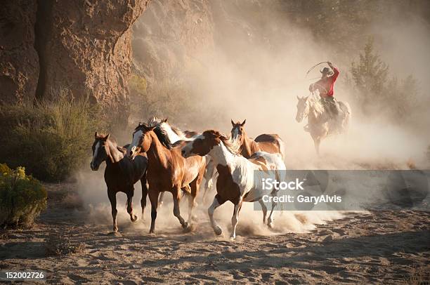 Foto de Cavalos e mais fotos de stock de Arrebanhar - Arrebanhar, Vaqueiro, Cavalo - Família do cavalo