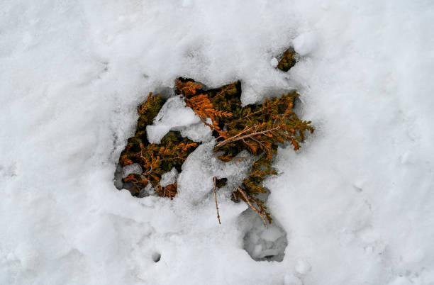 istock Green plants are visible in the thawed snow in early spring. 1520035574