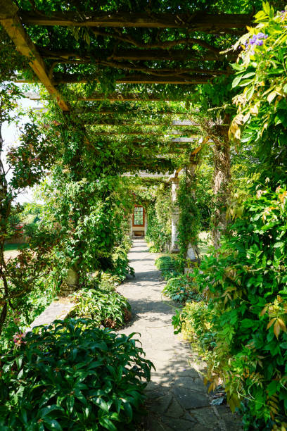 istock Plants growing over a wooden pergola 1520064970