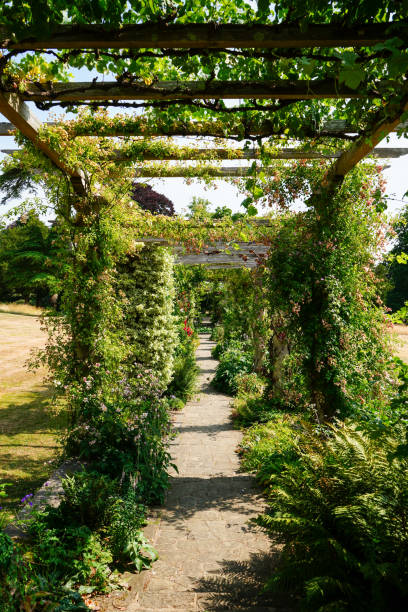istock Plants growing over a wooden pergola 1520065483
