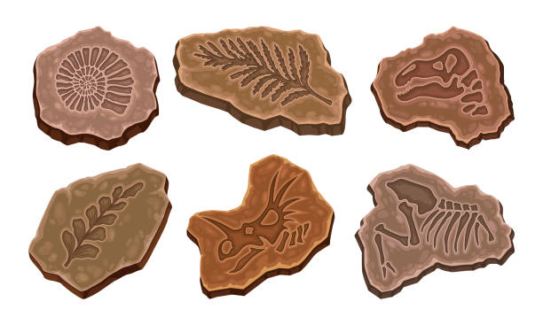 化石発掘セット - fossil leaves点のイラスト素材／クリップアート素材／マンガ素材／アイコン素材