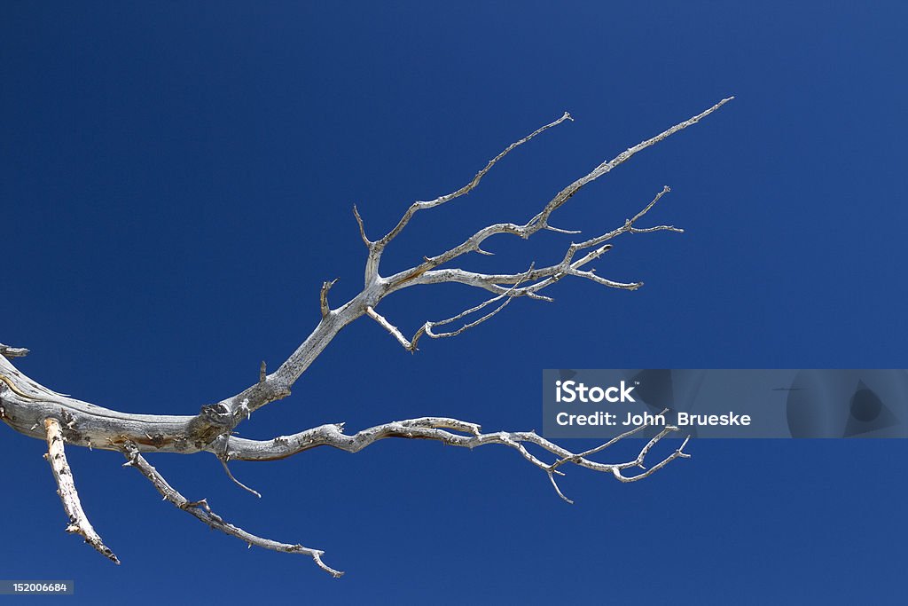 Pino erizo Branch - Foto de stock de Abstracto libre de derechos