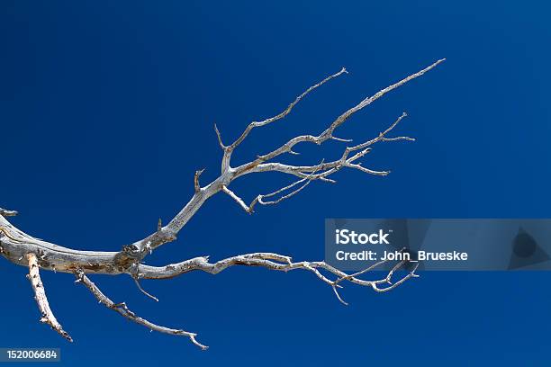 Ramo De Pinheiro Bristlecone - Fotografias de stock e mais imagens de Abstrato - Abstrato, Ao Ar Livre, Azul