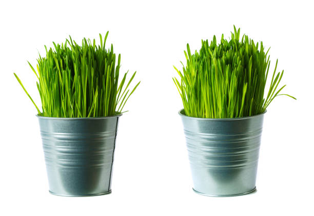 Lush green grass in metallic pot, isolated on white background