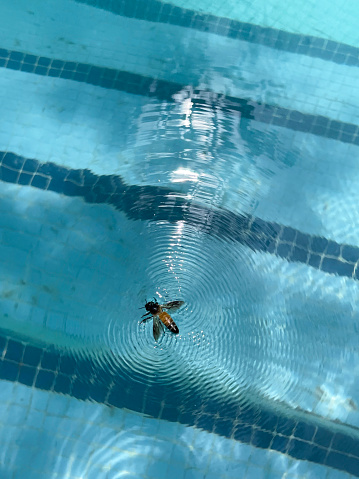 Stock photo showing close-up, elevated view of struggling wasp drowning in water of swimming pool with blue mosaic tiles in shades of blue.