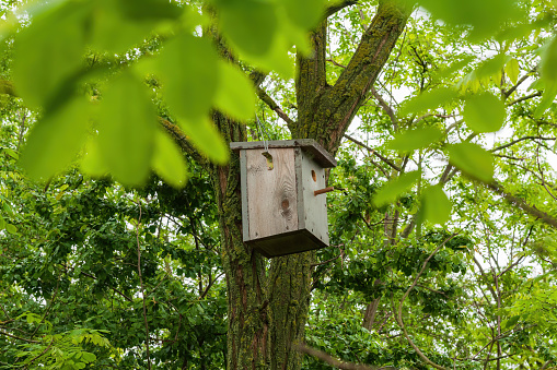 birdhouses on a tree stock photo