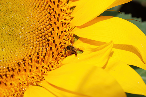 Close-up of a flowering sunflower