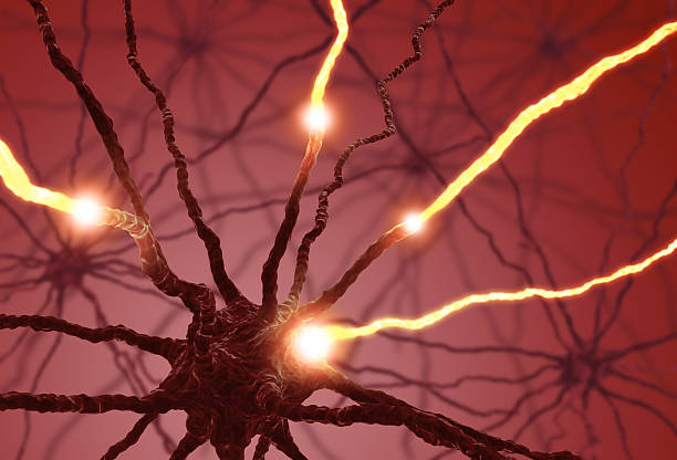 An animation of a nerve cell pulsing Interconnected neurons transferring information with electrical pulses. sensory impulse stock pictures, royalty-free photos & images
