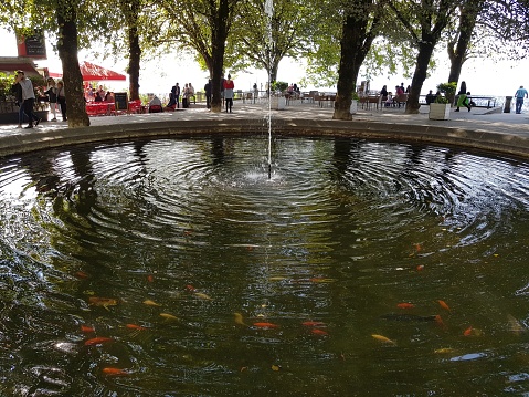 Koi fish swimming near water fountain