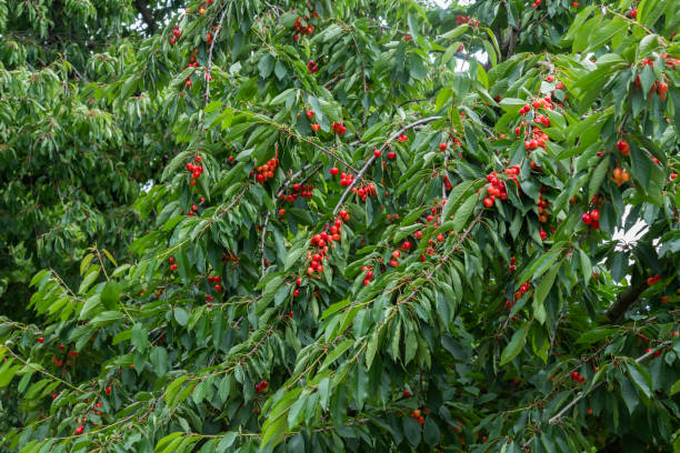 istock Cherry orchard with red ripe cherries. 1520096775