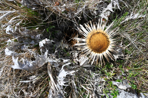 Cebolino allium schoenoprasum