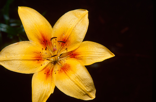 Daylilies or Day Lily are a reliable and popular perennial that produces scores of colorful flowers in summer.