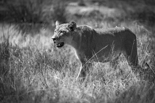 istock A black and white portrait of a lioness walking through grass. 1520121594