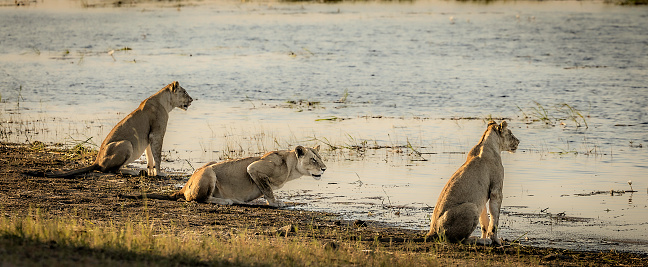 Three female lions sitting together in the long grass at sunset waiting for prey to come past. Large female lions from the Kruger National Park