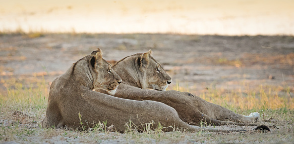 These lionesses were looking at a herd of impala approaching in the distance.