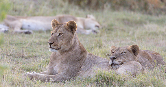 These lions were part of a large pride who were resting after feeding on an impala kill.
