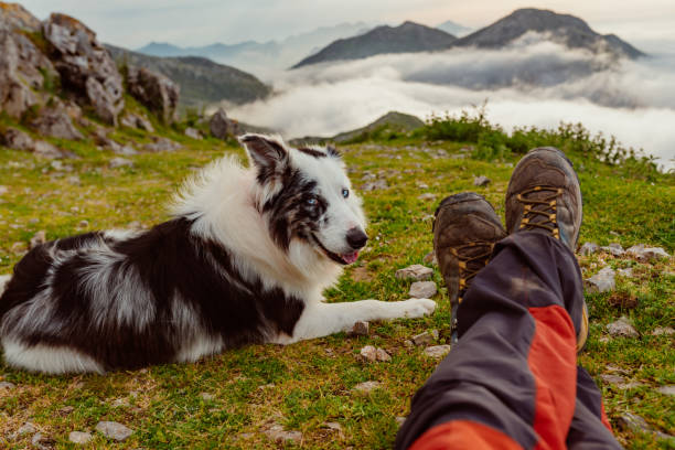 istock travel and adventure with dog 1520127948