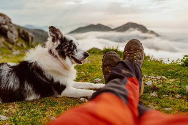 istock travel and adventure with dog 1520127949
