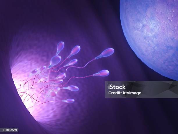 を検索中の卵 - コンセプトのストックフォトや画像を多数ご用意 - コンセプト, ヒトの卵子, ヒト細胞