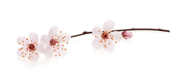 Branch of Japanese cherry with blossom