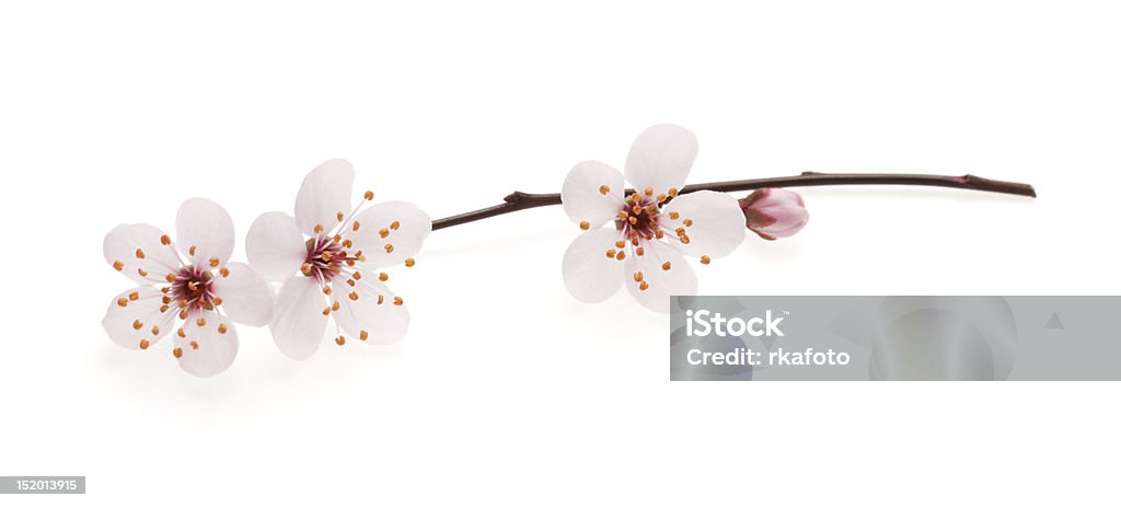 Ramo de flor de cereja Japonesa com - Royalty-free Flor de cerejeira Foto de stock