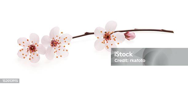 Ramo De Flor De Cereja Japonesa Com - Fotografias de stock e mais imagens de Flor de cerejeira - Flor de cerejeira, Cerejeira, Primeiro plano