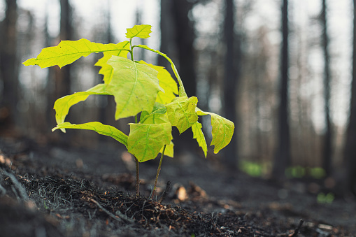 Small oak saplings begin to grow after a wildfire.