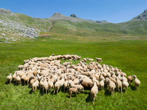istock Breeding for Success: Maximizing Productivity in Sheep and Lamb Farming 1520151497