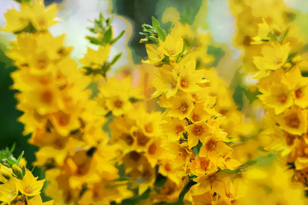 Fantastic Yellow loosestrife  as yellow flower background in Illinois summer