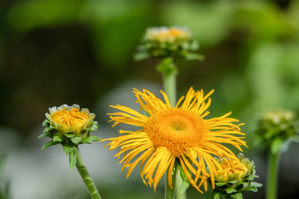 Elecampane - plant similar on sunflower. Yellow flowers  at summer  in Chicago, Illinois state.