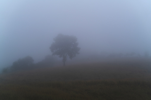 the only tree visible in the field in foggy weather. farmland covered in morning fog. Shot with a full-frame camera in daylight.