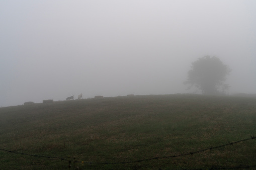 Man wandering in foggy forest in yellow raincoat