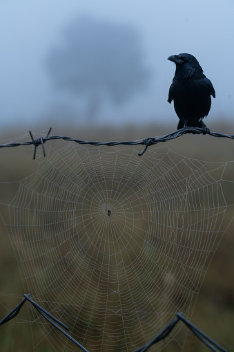 the only tree visible in the field in foggy weather. crow on wire fence. farmland covered in morning fog. Shot with a full-frame camera in daylight.