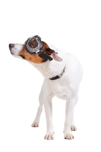 Jack Russel Terrier purebred dog with goggles isolated on white background