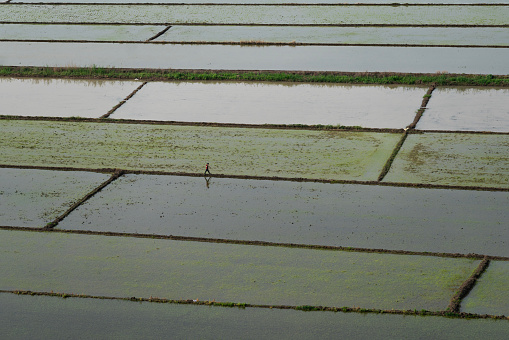 The irrigated view of the paddy fields in Osmancık district of Çorum was viewed from above. The lines separating the fields present geometric shapes. The paddy seed remaining in the water turns green slowly. Shot with a full-frame camera in daylight.