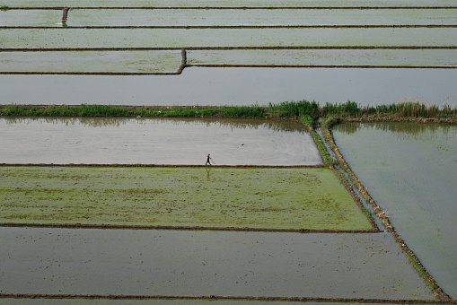 The irrigated view of the paddy fields in Osmancık district of Çorum was viewed from above. The lines separating the fields present geometric shapes. The paddy seed remaining in the water turns green slowly. Shot with a full-frame camera in daylight.