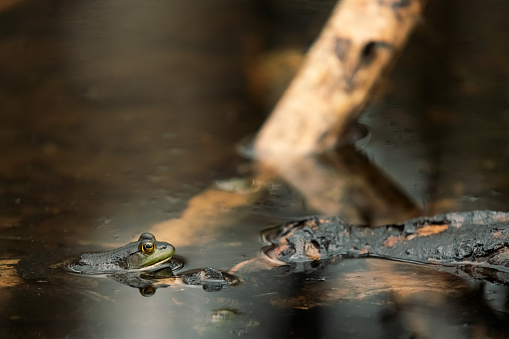 A Green Frog (Lithobates clamitans) sits on fallen trees at the edge of a pond.