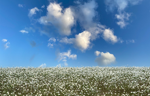 White chamomile daisies on blue cloudy sky background. Nature tranquil landscape