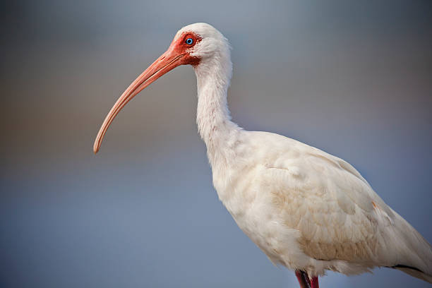 American White ibis stock photo