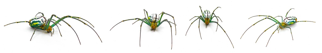 Leucauge argyrobapta or Leucauge mabela - Mabel orchard orb weaver - is a species of long jawed orbweaver in the spider family Tetragnathidae isolated on white background four views