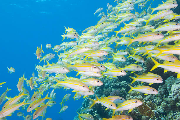 istock Shoal of goatfish on a tropical reef 152019323